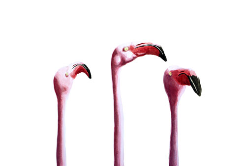 flamingos
