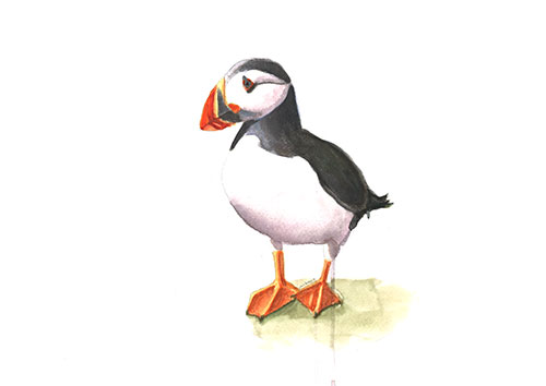 Puffin